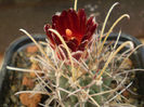 Glandulicactus wrightii