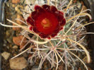 Glandulicactus wrightii