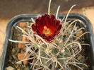 Glandulicactus wrightii