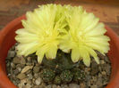 Gymnocalycium andreae