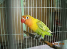 mascul pastelino