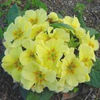 primula