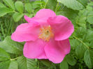 Rosa rugosa (2013, May 05)