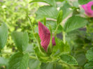 Rosa rugosa (2013, May 05)