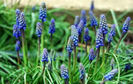 muscari