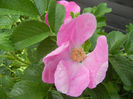 Rosa rugosa (2013, May 05)