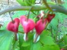 dicentra