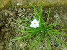 allium haematochiton - floarea de usturoi