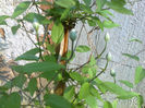 clematis