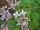 Syringa patula Miss Kim (2013, May 03)