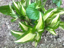 crin hosta