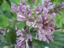 Syringa patula Miss Kim (2013, May 03)