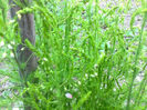asparagus tufa