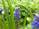 muscari