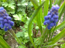 muscari