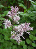 Syringa patula Miss Kim (2013, May 05)