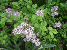 Syringa patula Miss Kim (2013, May 05)