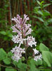 Syringa patula Miss Kim (2013, May 05)
