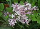 Syringa patula Miss Kim (2013, May 05)
