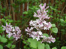 Syringa patula Miss Kim (2013, May 05)
