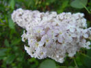 Syringa vulgaris_Lilac (2013, May 03)