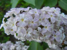 Syringa vulgaris_Lilac (2013, May 03)