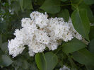 White Lilac Tree (2013, May 03)