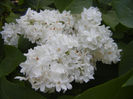 White Lilac Tree (2013, May 03)