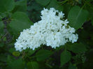 White Lilac Tree (2013, May 03)