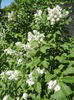 White Lilac Tree (2013, May 03)