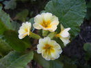 Primula polyanthus Yellow (2013, May 03)