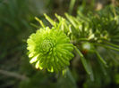 Abies nordmanniana (2013, May 05)