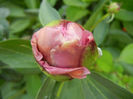 Peony. Bujor (2013, May 05)