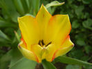 Tulipa Florette (2013, May 05)