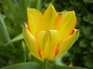 Tulipa Florette (2013, May 05)