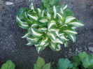 crin hosta