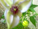 clematis