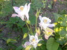 aquilegia
