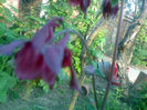 aquilegia