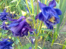aquilegia