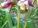 aquilegia