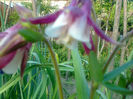 aquilegia