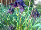 aquilegia