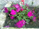 impatiens