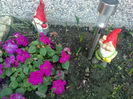 impatiens
