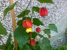abutilon
