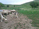 brezu 7,5 luni