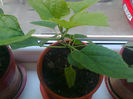 Clerodendrum philippinum - am mai crescut! aprilie 2013