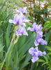 DSCN4367