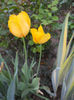DSCN4406